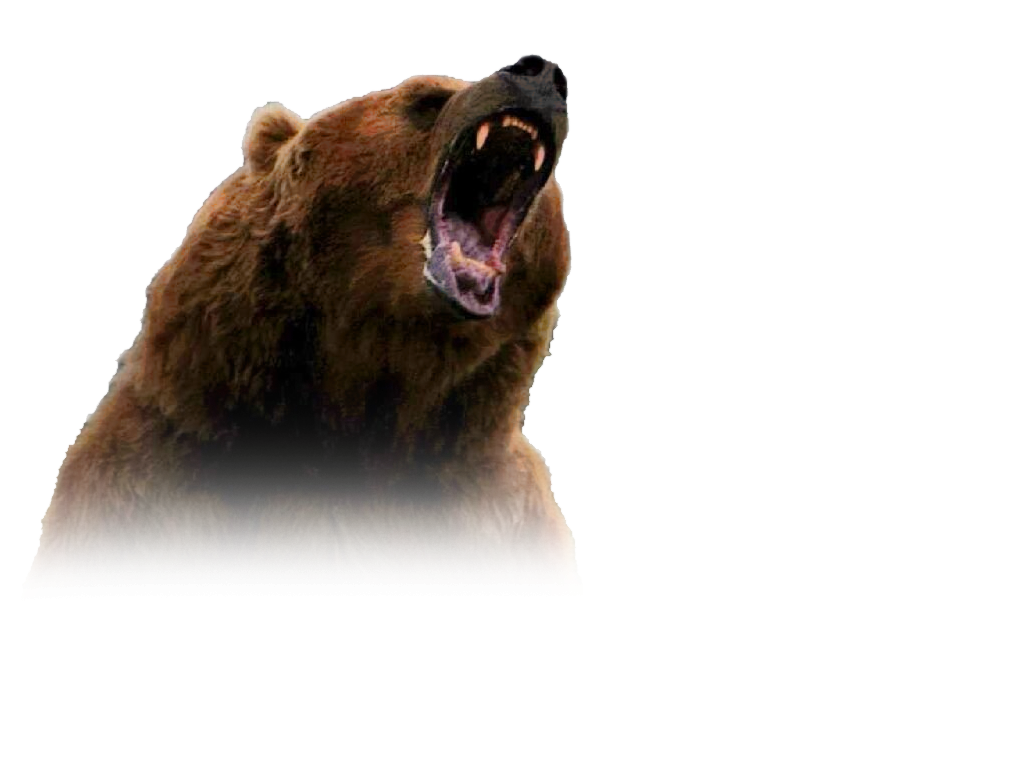 Звук рычание медведя. Медведь Гризли. Медведь ПСД. Медведь Гризли на прозрачном фоне. Медведь Гризли без фона.